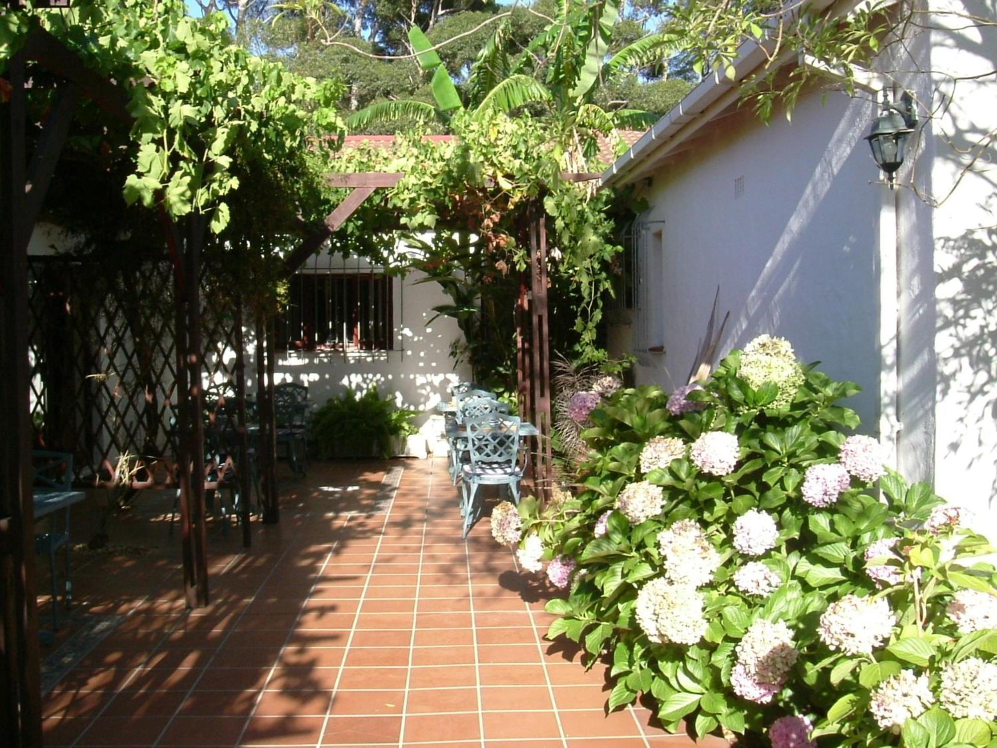 Vine